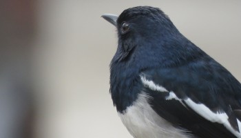 Malaysian Songbird Smuggled to Feed Indonesian Demand