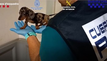 Spain Arrests 13 Suspects of Illegal Pet Trade, 400+ Pets Rescued