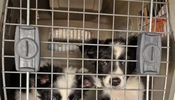 Spanish Police Dismantle Illegal Pet Trade Gang