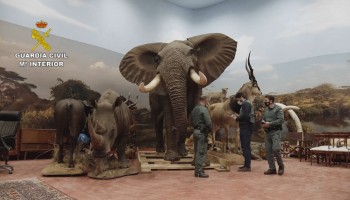Spanish Police Discover Private Museum With 1,000 Stuffed Animals
