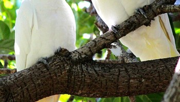 Pet and Wildlife Trafficking: A Dark Truth About Wild Farms Exposed by UK Nonprofit