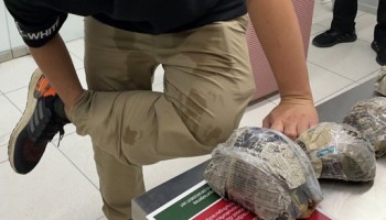 Interpol: Tortoises to Tusks Seized in Global Crackdown on Illegal Wildlife, Timber Trade