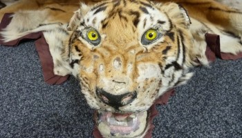 The U.S. is a Major Destination for the Global Trade in Tigers and Their Parts