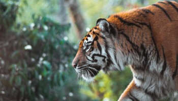 Report: At Least 150 Tigers are Killed by Poachers Every Year