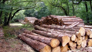Environmental Groups Call for Boycott of Russian and Belarussian Timber