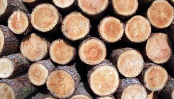 Belarusian Timber Finds Its Way to EU Despite Sanctions