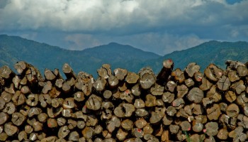 Myanmar Military Leaders Looking to “Fund Coup” with Auction of Illegal Timber 