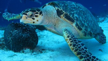 Colombian Police Arrest Three for Selling Endangered Sea Turtles