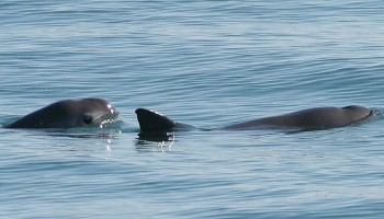 Animal Group Urges Mexico to Prevent Extinction of Vaquitas