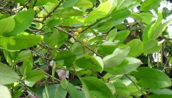 Guatemala Destroys 800 Million Dollars Worth of Coca