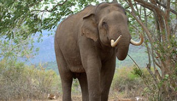 Experts: Social Media Networks Facilitate Wildlife Trafficking