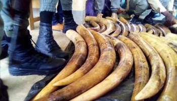 Interpol’s Global Operation Seizes Tons of Smuggled Wildlife Species