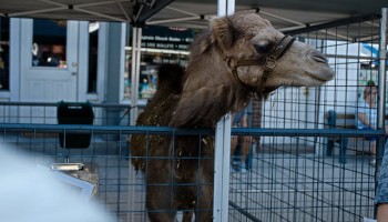 Report: Addressing Wildlife in CyberSpace Poses Many Challenges