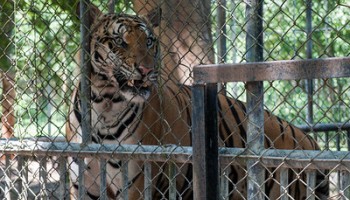 CITES Database Reaches Over 25 Million Wildlife Trade Transactions