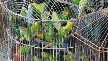 Civil Society Offers New Tool to Fight Wildlife Trafficking