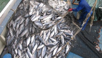 Report: EU Vessels Linked to Illegal Fishing in the Indian Ocean