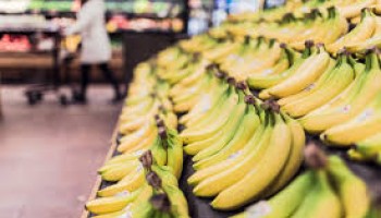 Colombia: Banana Companies Accused of Crimes Against Humanity