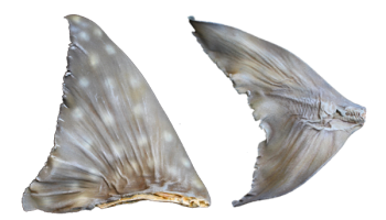 3D Printed Shark Fins to Help Customs Officials Detect Real Ones