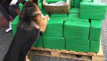 Italians Find A Ton of Cocaine Hidden Among Bananas