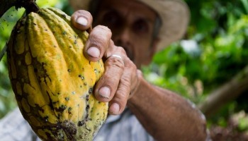 US Allows Child Slavery Suit Against Nestle, Cargill