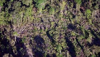 Brazil’s “Fake Legal Logging” Endangers the Rainforest