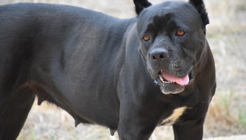 US: Members of Dog Fighting Network Convicted