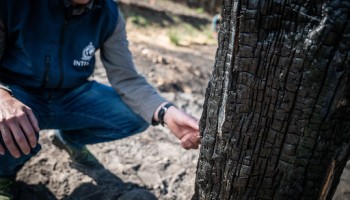  Interpol Reports Small Victory Against the Illegal Logging Industry