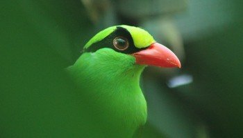 Illegal Wild Bird Trade Soars in Indonesia