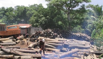 Peru Failing to Combat Illegal Logging in Amazon Claims Report