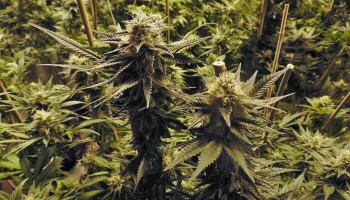 US authorities seize 100 Chinese Mafia Cannabis Grow-ops