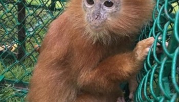Global Authorities Save Thousands of Animals in Crackdown