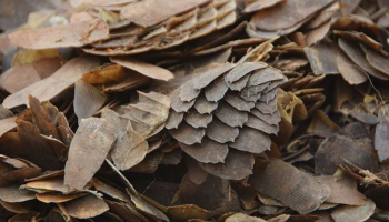 Hong Kong Illegal Wildlife Trade On the Rise