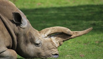 Horns and Heroin: US to Try Alleged African Wildlife Traffickers