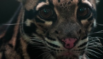 Study: Organized Crime Profits From Illegal Wildlife Trafficking