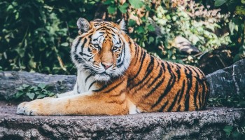 France’s Tiger Trade Risks Running Wild