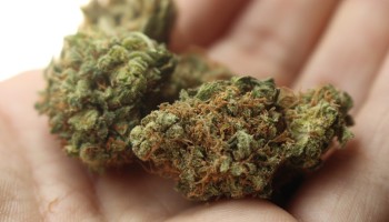 Canadian Govt: No Mafia in Legal Cannabis Trade