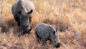 Rhinos Wanted – Dead or Alive