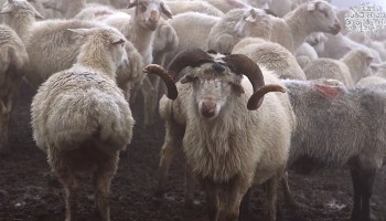 Компании — любимчики государства «выстригают» конкурентов с грузинского рынка экспорта овец