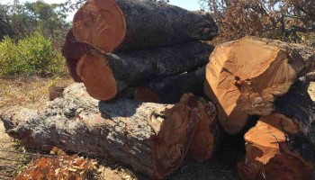 Felling Namibia’s Ancient Giants