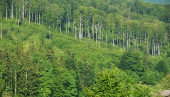 Romanian Senator Investigated in Forest Restitution Case
