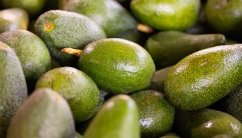 US Resume Avocado Imports from Mexico, Paused by Potential Cartel Threat 