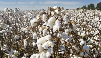 Fashion Brands Urged to Boycott Turkmenistan’s Cotton