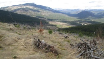 Oak and Omerta in Romania: Saving the Lungs of Europe