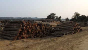 Myanmar's Illegal Timber Trade Feeds Chinese Markets 