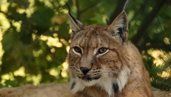 US Sentences Man Who Trafficked Dangerous African Cats 