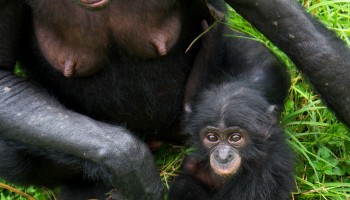 Armenia Freedom of Information Success for Animal Trafficking Investigators