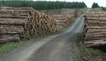 Romania: Illegal Logging Declared A 'Threat to National Security'