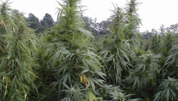 Albania: 10 Jailed in Connection with 2014 Marijuana Raid 