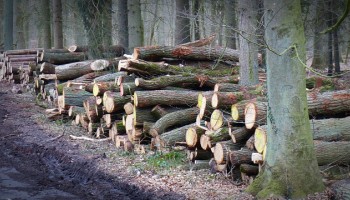 Romanian Logging: NGO Raises Transparency Concerns