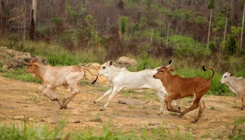 How Illegal Land Grabs in Brazil’s Amazon Feed the Global Beef Industry